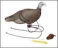 Reel Turkey Feeding Hen