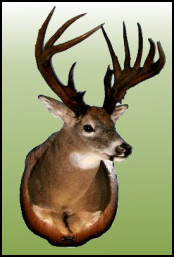 BKK offers you Trophy Deer Hunting 