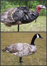 Goose and Turkey Decoy Skinz